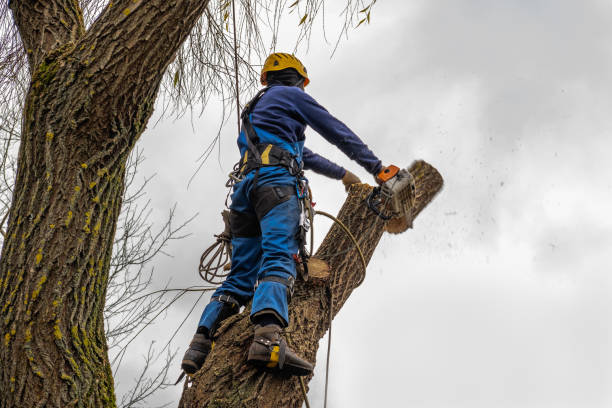 Large Tree Removal in Russell, KS